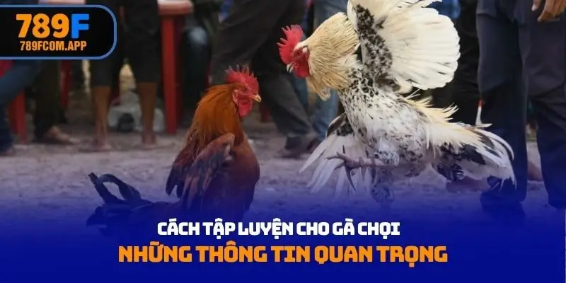 Cách tập luyện cho gà chọi