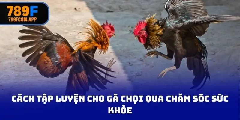 Cách tập luyện cho gà chọi qua chăm sóc sức khỏe
