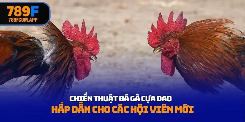 chiến thuật đá gà cựa dao