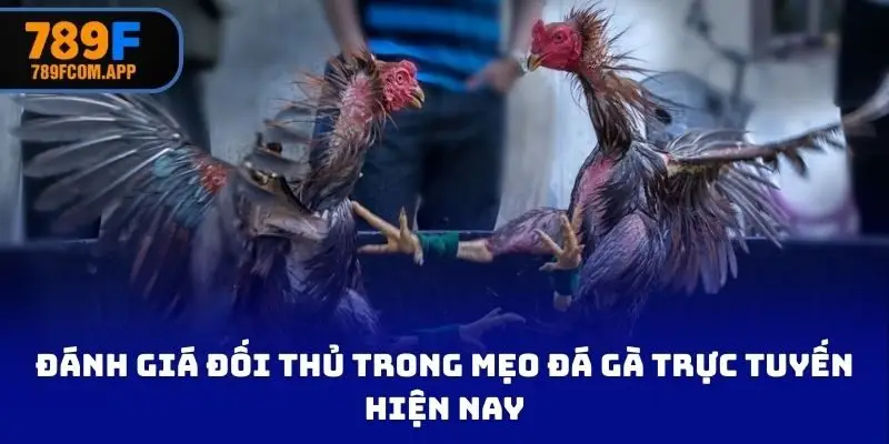 Đánh giá đối thủ trong mẹo đá gà trực tuyến hiện nay
