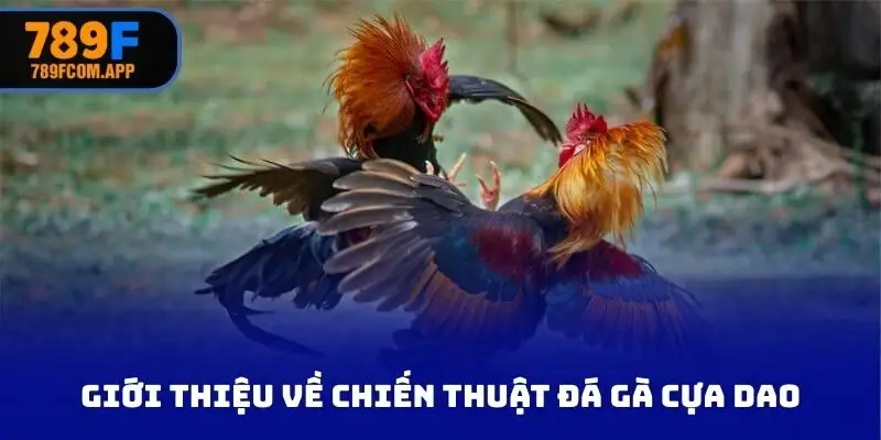 Giới thiệu tổng quan về chiến thuật đá gà cựa dao
