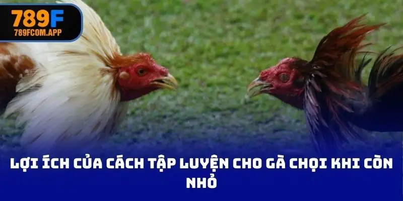 Lợi ích của cách tập luyện cho gà chọi khi còn nhỏ
