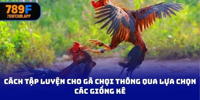 Cách tập luyện cho gà chọi thông qua lựa chọn các giống kê
