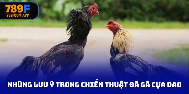 Những lưu ý trong chiến thuật đá gà cựa dao