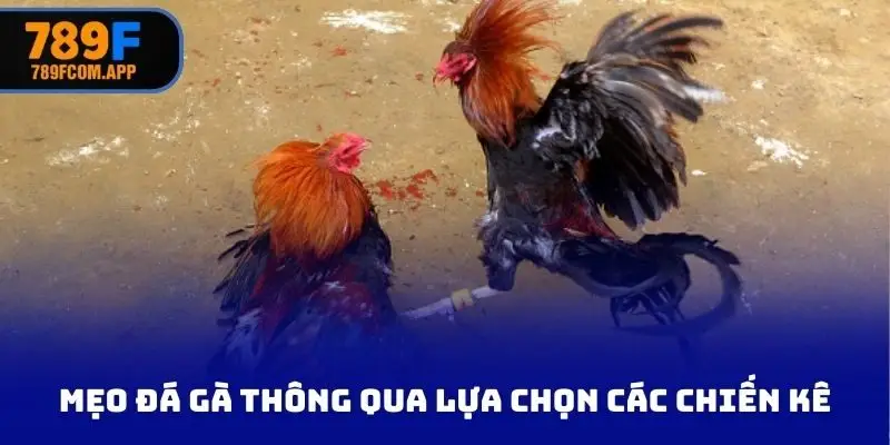 Mẹo đá gà thông qua lựa chọn các chiến kê
