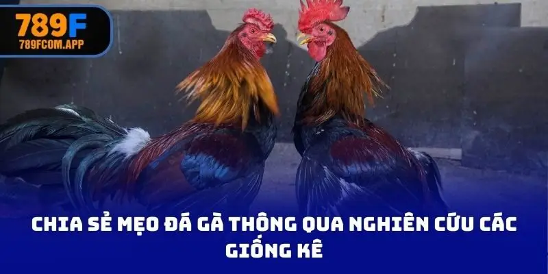Chia sẻ mẹo đá gà thông qua nghiên cứu các giống kê