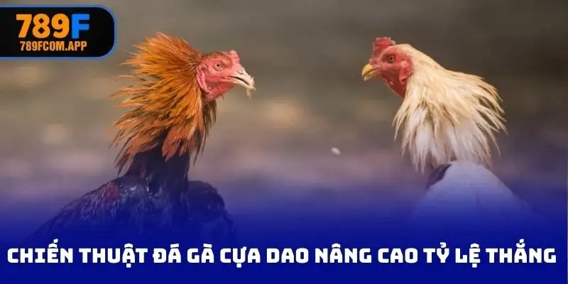 Chiến thuật đá gà cựa dao nâng cao tỷ lệ thắng cuộc