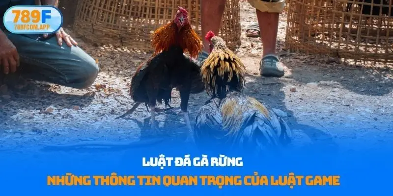 luật đá gà rừng